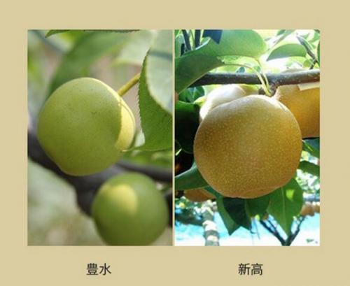 老松酒造梨园梨酒,日式梨酒