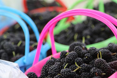 桑葚果酒多少钱一瓶,桑葚酒批发价格