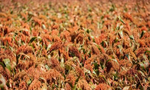 白酒地理: 一杯酒里可能藏着你从未见过的山河